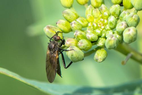 Rhamphomyia sp.